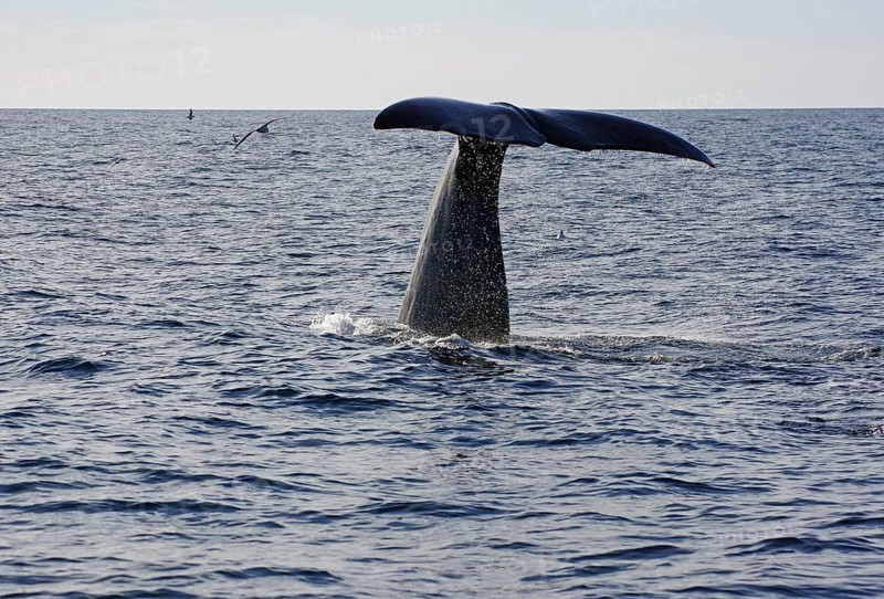 Fluke of a diving humpback whale