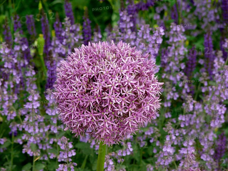 Giant onion
