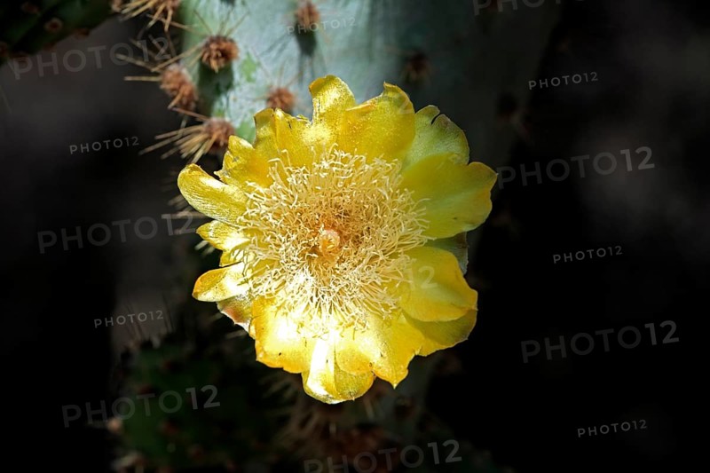 Galapagos Prickly Pear Cactus