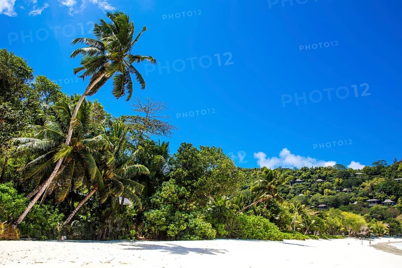 Palm trees on Petite Anse beach with granite rocks