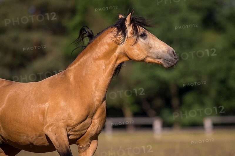 Pura Raza Espanola stallion dun with flowing mane in moving portrait