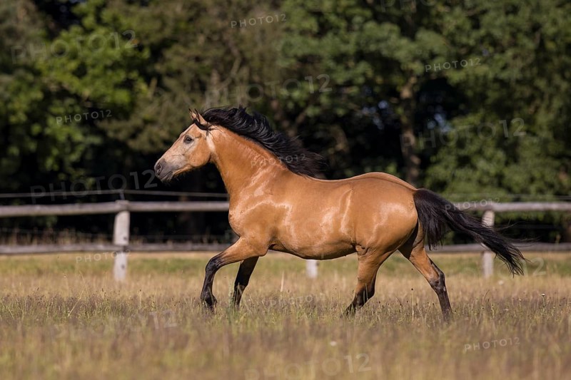 Pura Raza Espanola stallion dun galloping in the summer pasture