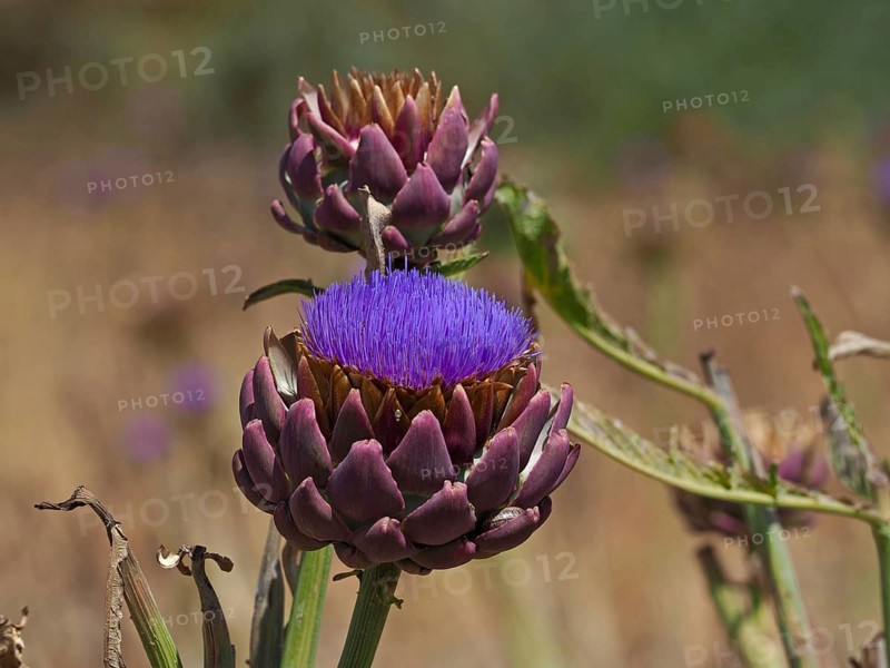 Flowering artichoke