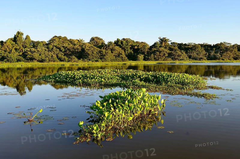 Jungle reflected in the water of Lago San Fernando