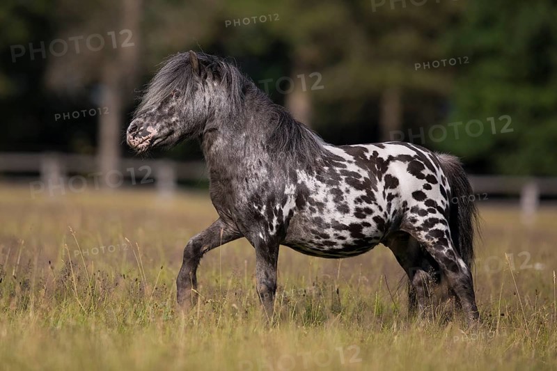 Mini Shetty Pony breeding stallion from the side on the pasture