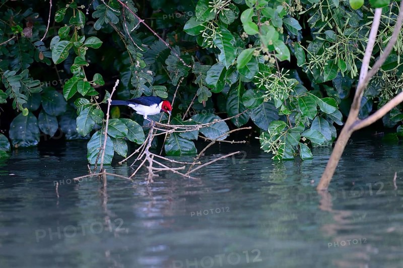 The red-capped cardinal
