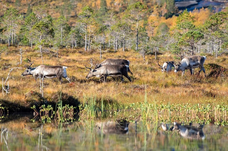 Reindeer