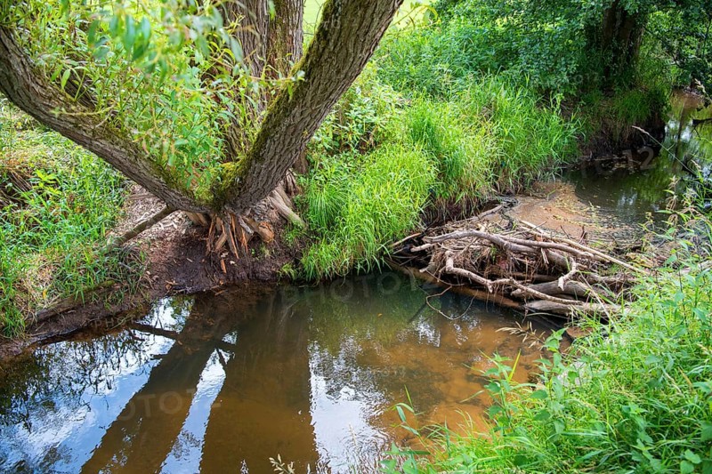 Beaver dam and trees with feeding marks in sunshine