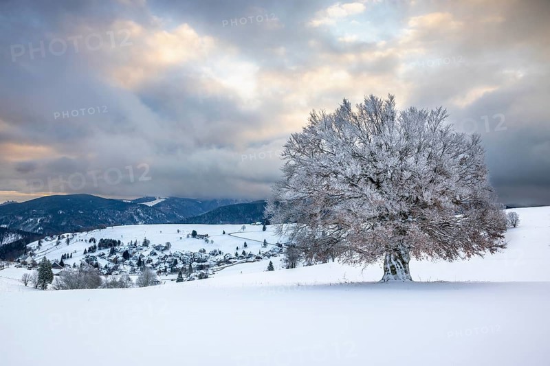 Snowy landscape with old beech tree on the Schauinsland with Hofsgrund