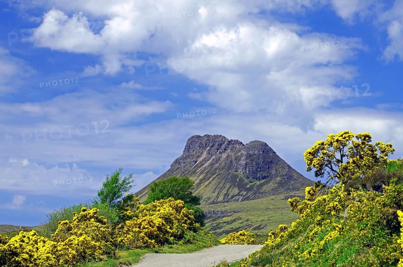 Narrow road is framed by gorse plants in intense colours