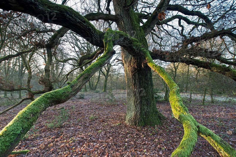 Wood pasture oak