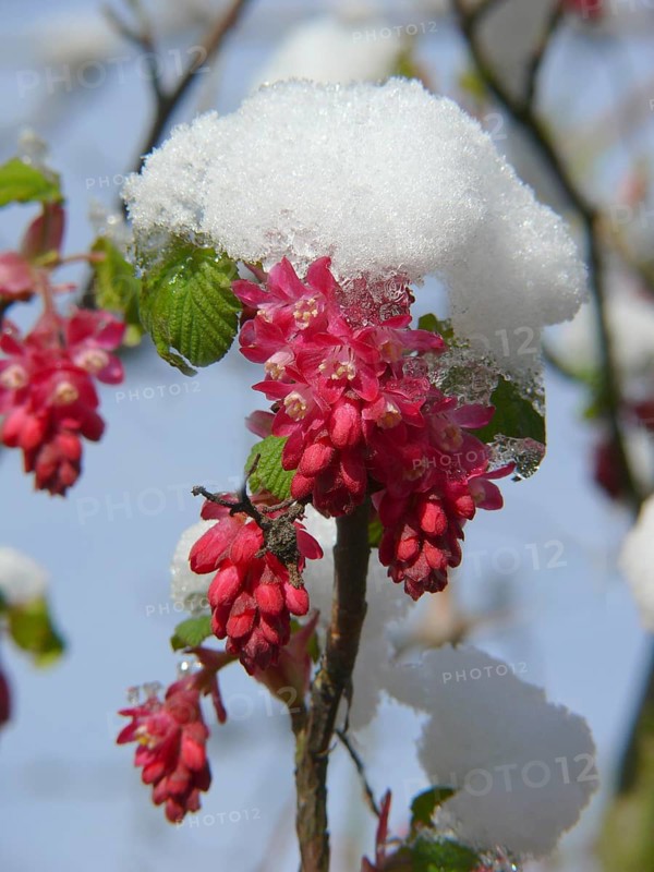 Flowering currant
