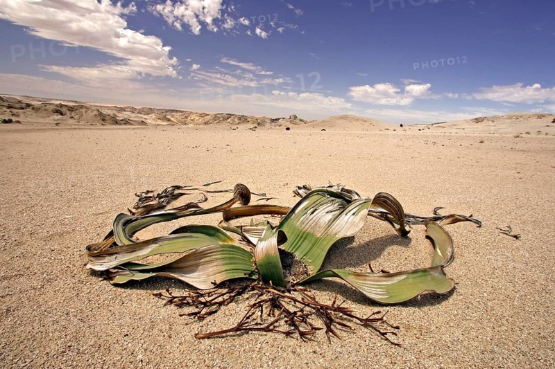 Welwitschia Plant Welwitschia mirabellis Namib Desert Namibia