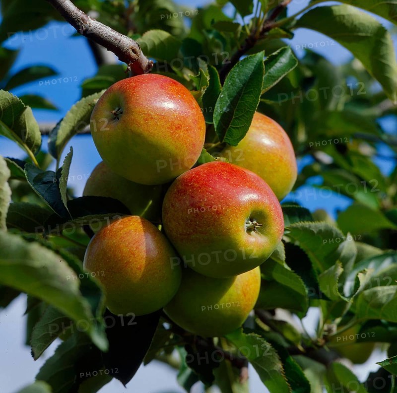 Apple branch Cox Orange