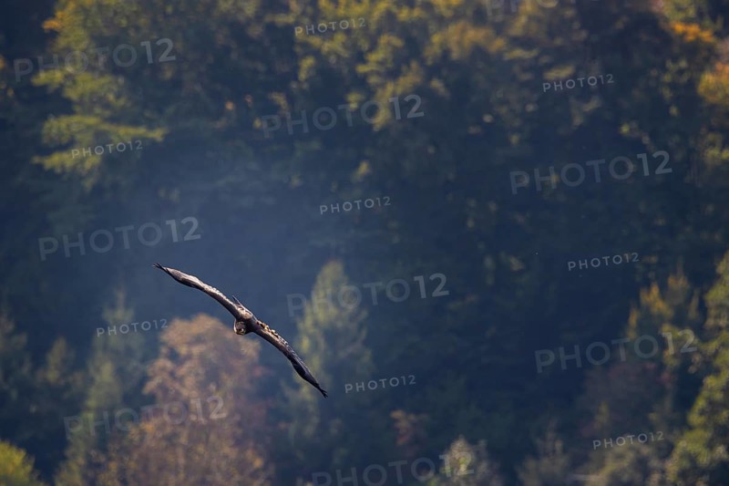 Lesser spotted eagle