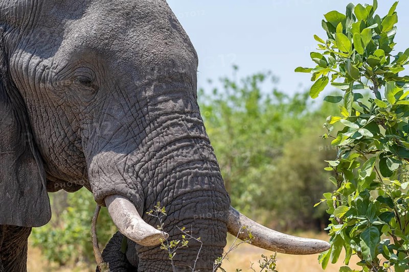African elephant