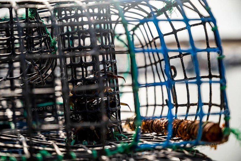 Small crabs used as bait in octopus traps in Alvor