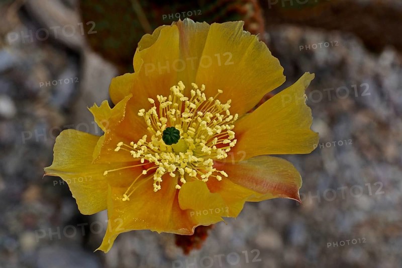 Close-up of a yellow flower of the cactus