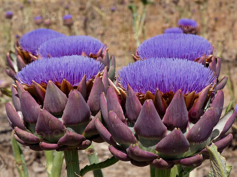 Flowering artichoke