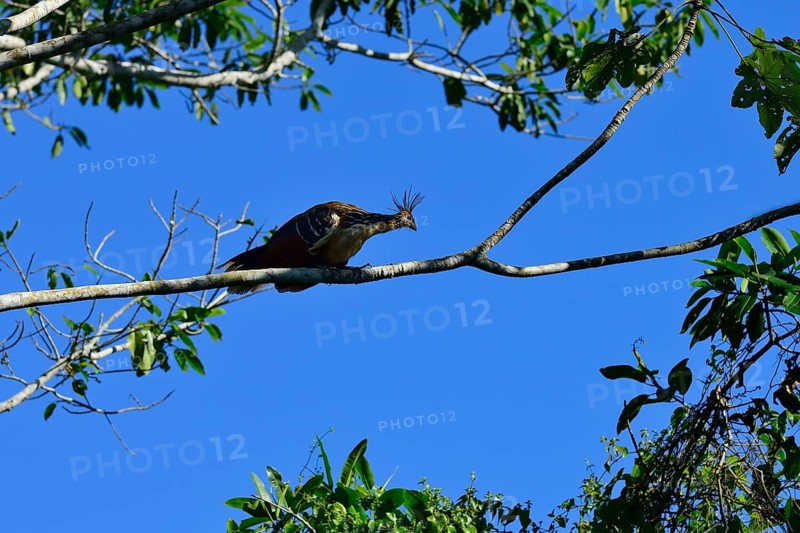 Hoatzin