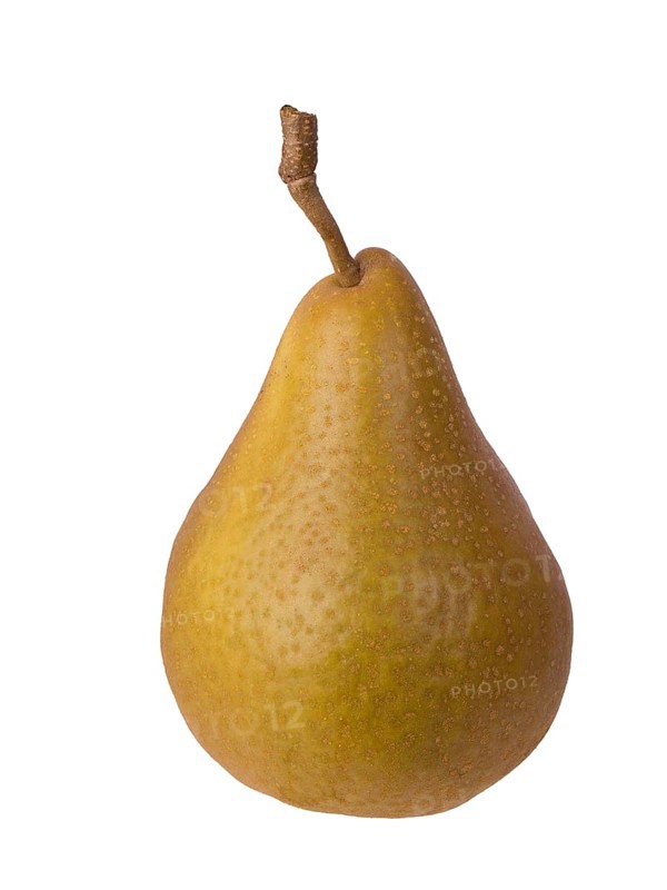 Pear variety Calebasse de Tirlemout