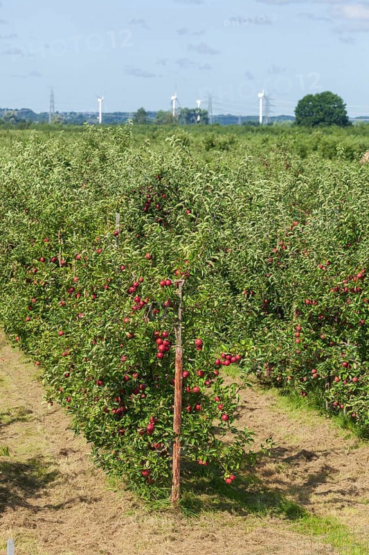 Apple orchard