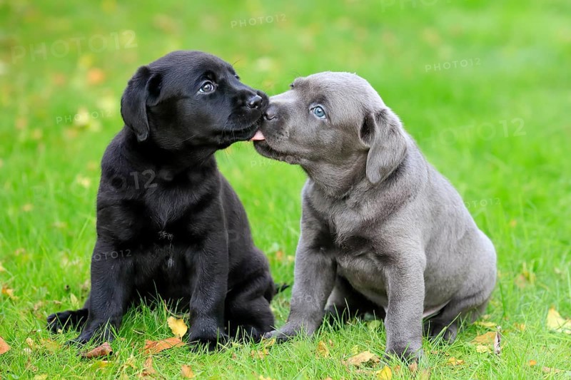Labrador domestic dog