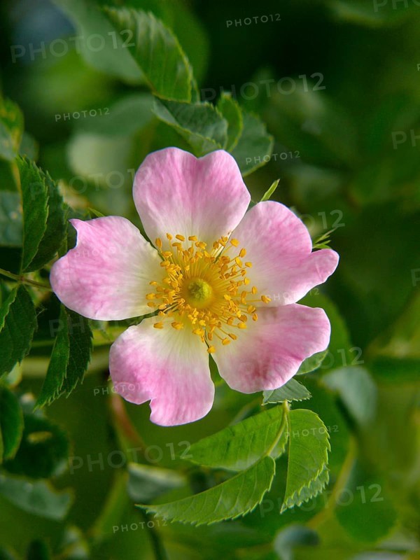 Dog rose