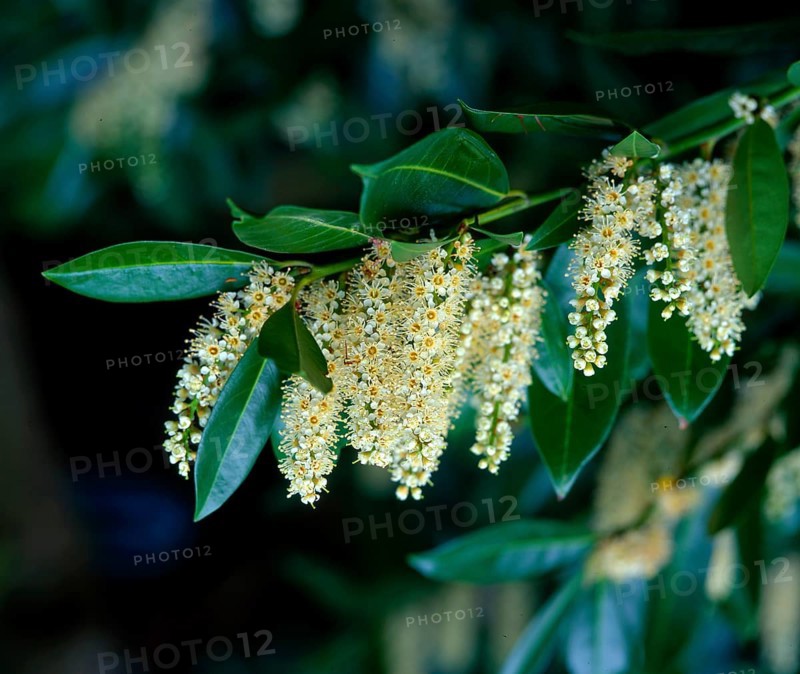 Cherry laurel