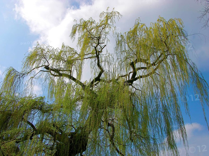 Weeping willow