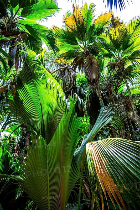 Palm groves