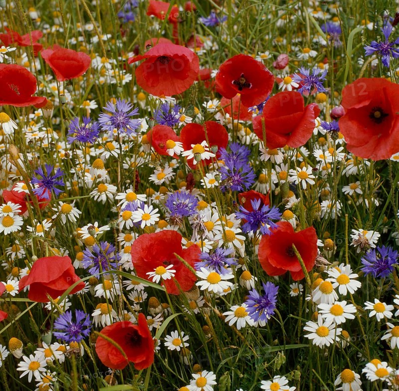 Poppy flowers