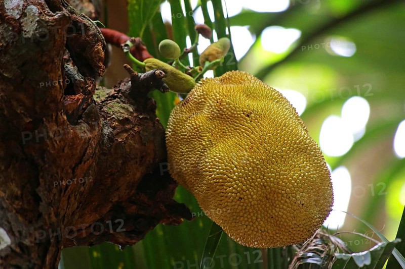 Jackfruit tree