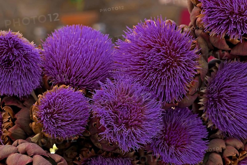 Artichoke