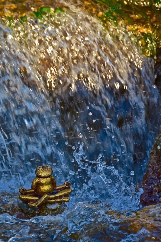 Meditating golden frog from above