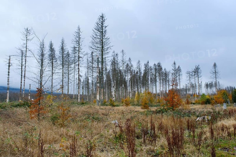 Deforested area and bare spruces