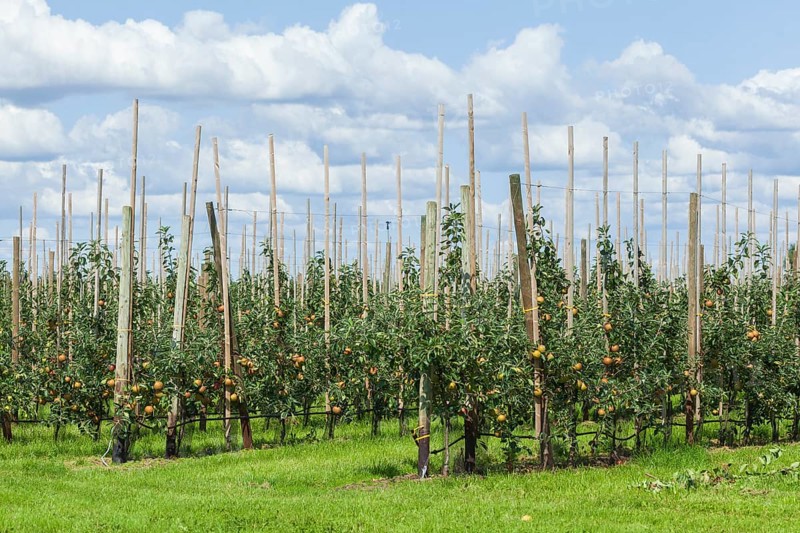 Apple orchard