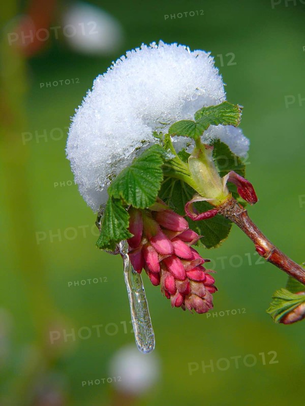 Flowering currant