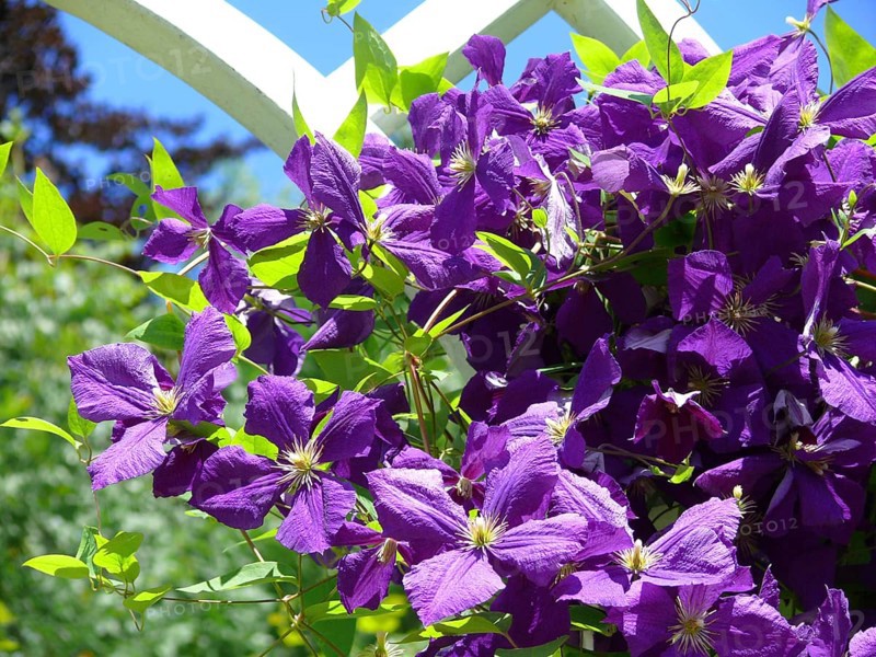 Clematis hybrid purple flowering