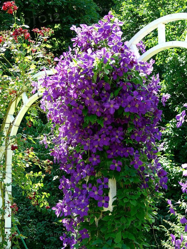 Clematis hybrid purple flowering