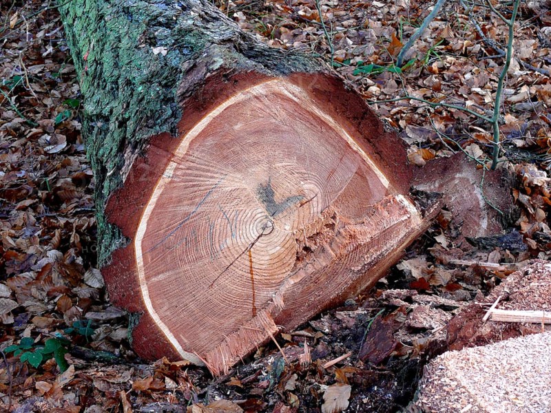 Freshly felled coniferous tree