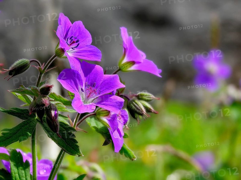 Wood cranesbill