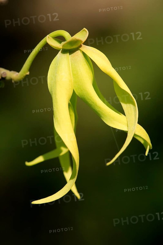 Ylang-Ylang Tree Ylang-Ylang Cananga Odorata Flower Bloom Madagascar Nosy Be