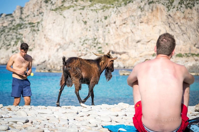 Male wild domestic goat