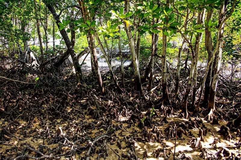 Island of the Mangroves