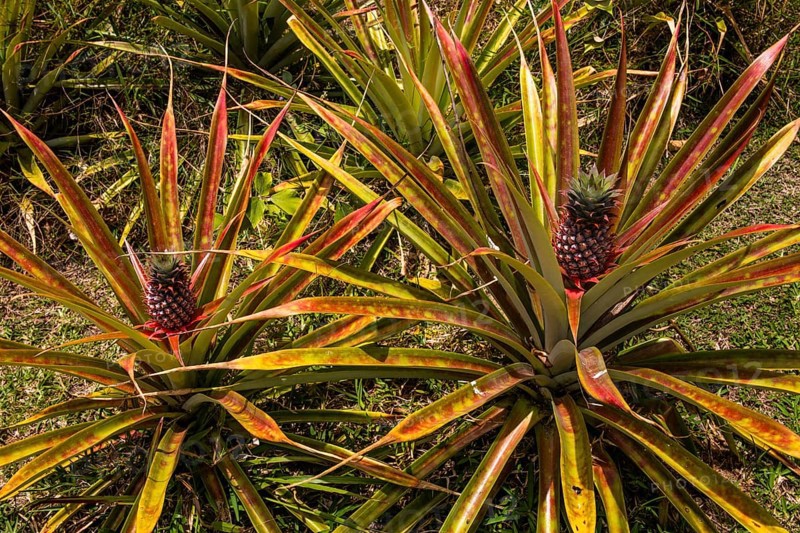 Ananas