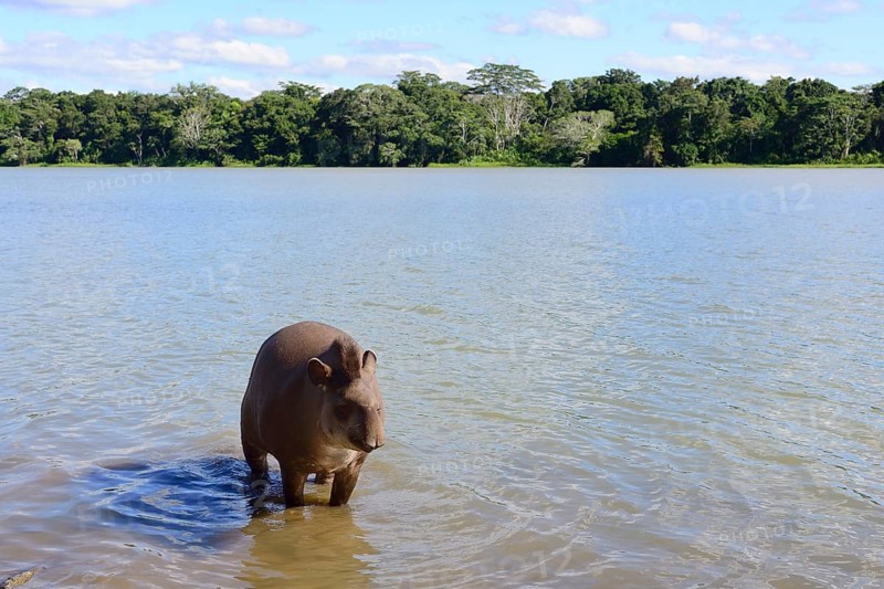 Lowland tapir