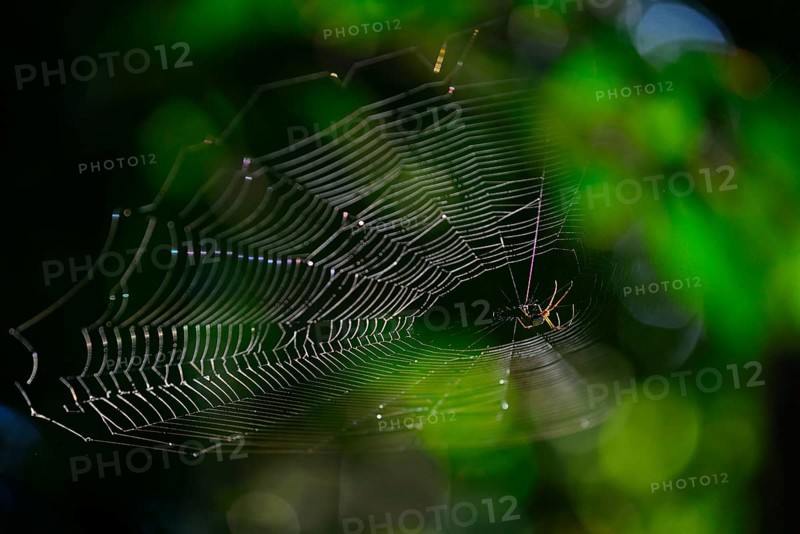 Spider web with spider against the light