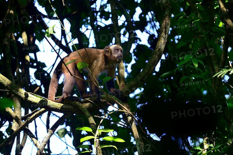 Tufted Capuchin