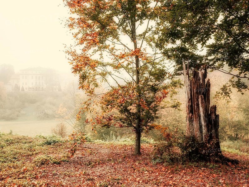 Autumn forest with fog